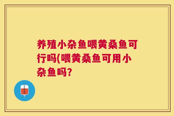 养殖小杂鱼喂黄桑鱼可行吗(喂黄桑鱼可用小杂鱼吗? 养殖小杂鱼喂黄桑鱼可行吗(喂黄桑鱼可用小杂鱼吗?