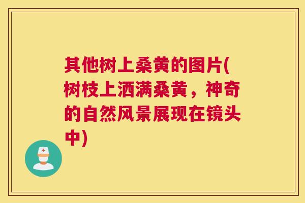 其他树上桑黄的图片(树枝上洒满桑黄,神奇的自然风景展现在镜头中) 其他树上桑黄的图片(树枝上洒满桑黄,神奇的自然风景展现在镜头中)
