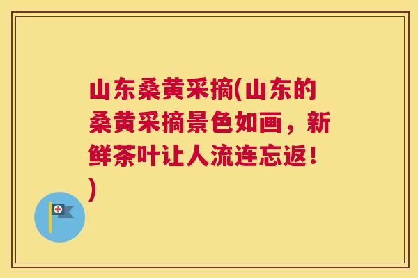山东桑黄采摘(山东的桑黄采摘景色如画,新鲜茶叶让人流连忘返!) 山东桑黄采摘(山东的桑黄采摘景色如画,新鲜茶叶让人流连忘返!)