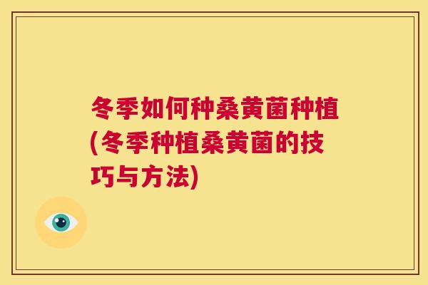 冬季如何种桑黄菌种植(冬季种植桑黄菌的技巧与方法) 冬季如何种桑黄菌种植(冬季种植桑黄菌的技巧与方法)