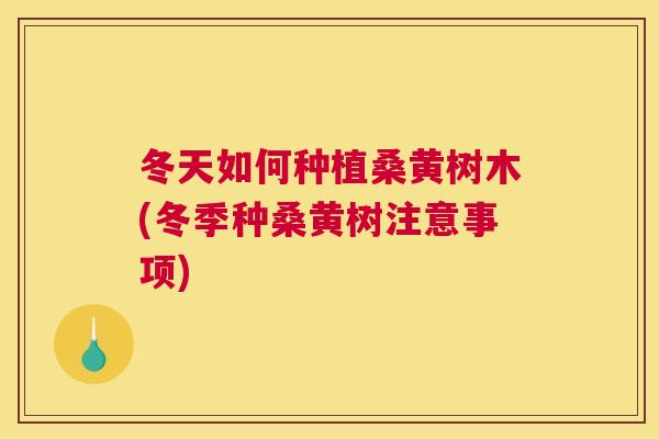 冬天如何种植桑黄树木(冬季种桑黄树注意事项) 冬天如何种植桑黄树木(冬季种桑黄树注意事项)