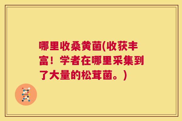 哪里收桑黄菌(收获丰富!学者在哪里采集到了大量的松茸菌。) 哪里收桑黄菌(收获丰富!学者在哪里采集到了大量的松茸菌。)