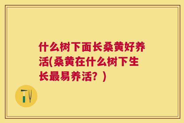 什么树下面长桑黄好养活(桑黄在什么树下生长易养活?) 什么树下面长桑黄好养活(桑黄在什么树下生长易养活?)