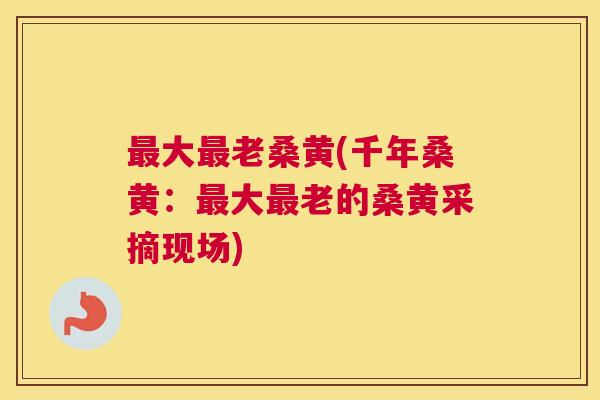 大老桑黄(千年桑黄:大老的桑黄采摘现场) 大老桑黄(千年桑黄:大老的桑黄采摘现场)