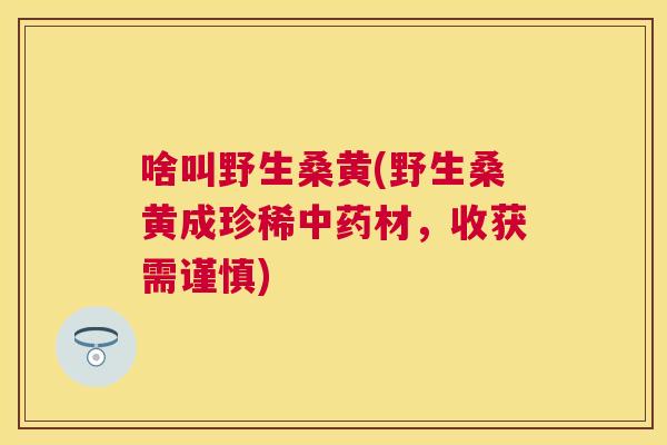 啥叫野生桑黄(野生桑黄成珍稀材，收获需谨慎)