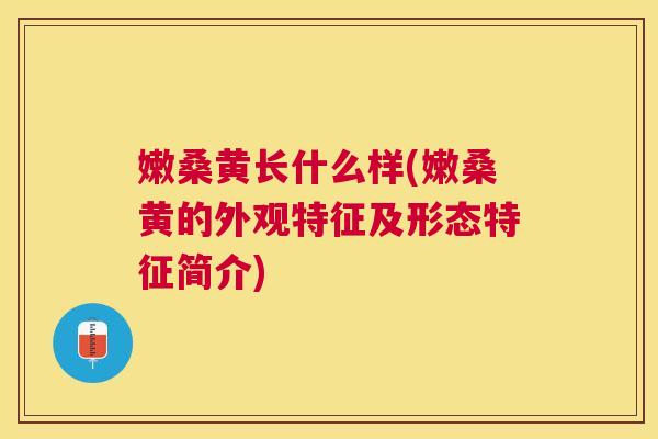 嫩桑黄长什么样(嫩桑黄的外观特征及形态特征简介) 嫩桑黄长什么样(嫩桑黄的外观特征及形态特征简介)