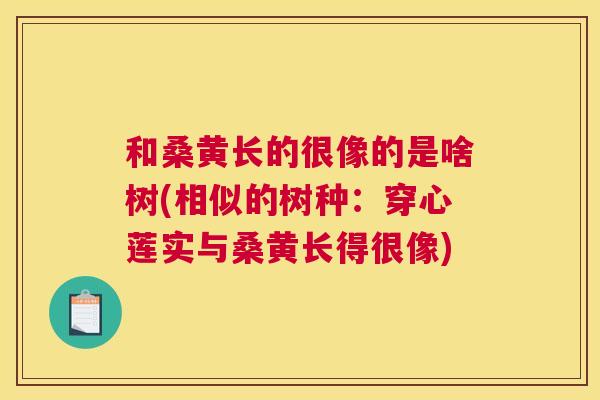 和桑黄长的很像的是啥树(相似的树种:穿心莲实与桑黄长得很像) 和桑黄长的很像的是啥树(相似的树种:穿心莲实与桑黄长得很像)