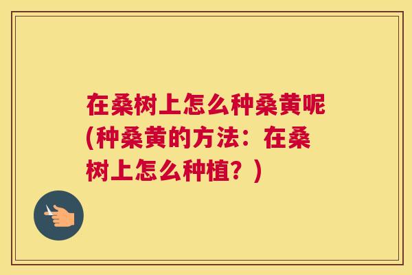 在桑树上怎么种桑黄呢(种桑黄的方法：在桑树上怎么种植？)