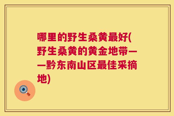 哪里的野生桑黄好(野生桑黄的黄金地带——黔东南山区佳采摘地) 哪里的野生桑黄好(野生桑黄的黄金地带——黔东南山区佳采摘地)