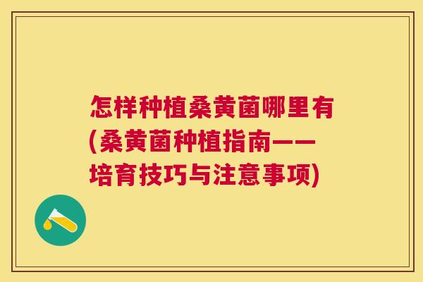 怎样种植桑黄菌哪里有(桑黄菌种植指南——培育技巧与注意事项) 怎样种植桑黄菌哪里有(桑黄菌种植指南——培育技巧与注意事项)