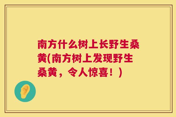 南方什么树上长野生桑黄(南方树上发现野生桑黄,令人惊喜!) 南方什么树上长野生桑黄(南方树上发现野生桑黄,令人惊喜!)