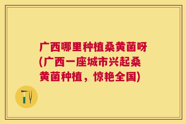 广西哪里种植桑黄菌呀(广西一座城市兴起桑黄菌种植,惊艳全国) 广西哪里种植桑黄菌呀(广西一座城市兴起桑黄菌种植,惊艳全国)
