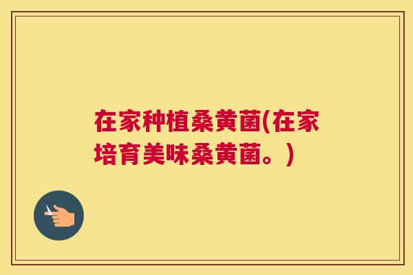 在家种植桑黄菌(在家培育美味桑黄菌。) 在家种植桑黄菌(在家培育美味桑黄菌。)