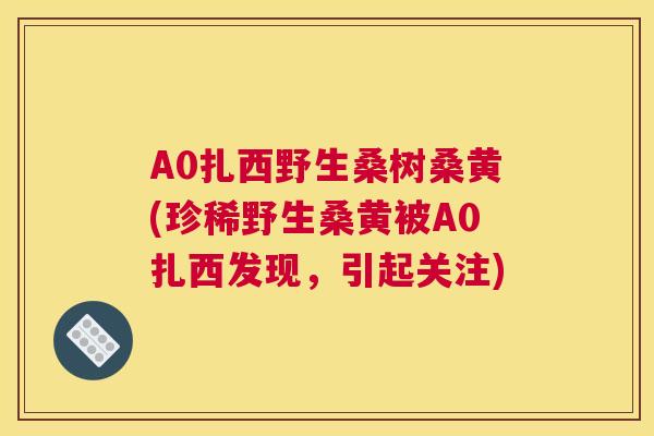A0扎西野生桑树桑黄(珍稀野生桑黄被A0扎西发现,引起关注) A0扎西野生桑树桑黄(珍稀野生桑黄被A0扎西发现,引起关注)