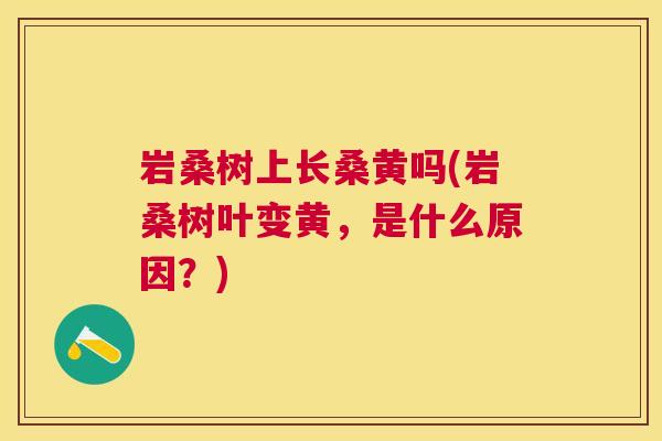 岩桑树上长桑黄吗(岩桑树叶变黄,是什么原因?) 岩桑树上长桑黄吗(岩桑树叶变黄,是什么原因?)