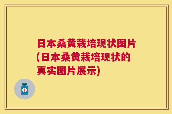 日本桑黄栽培现状图片(日本桑黄栽培现状的真实图片展示) 日本桑黄栽培现状图片(日本桑黄栽培现状的真实图片展示)