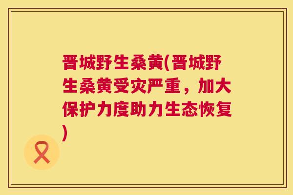 晋城野生桑黄(晋城野生桑黄受灾严重,加大保护力度助力生态恢复) 晋城野生桑黄(晋城野生桑黄受灾严重,加大保护力度助力生态恢复)