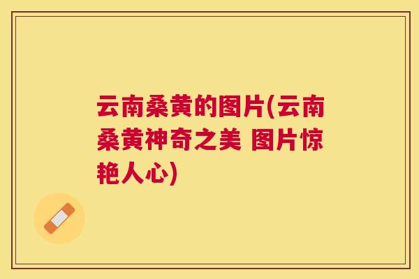 云南桑黄的图片(云南桑黄神奇之美 图片惊艳人心) 云南桑黄的图片(云南桑黄神奇之美 图片惊艳人心)