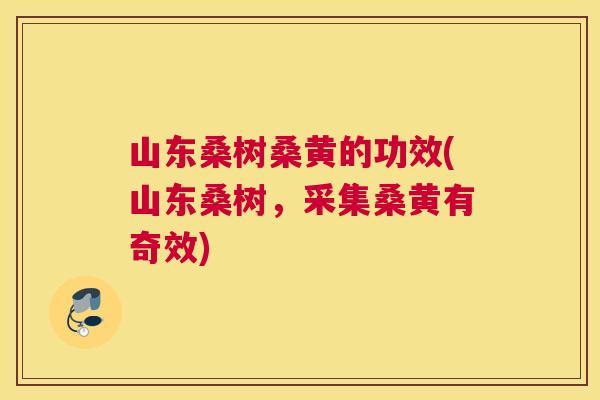 山东桑树桑黄的功效(山东桑树,采集桑黄有奇效) 山东桑树桑黄的功效(山东桑树,采集桑黄有奇效)