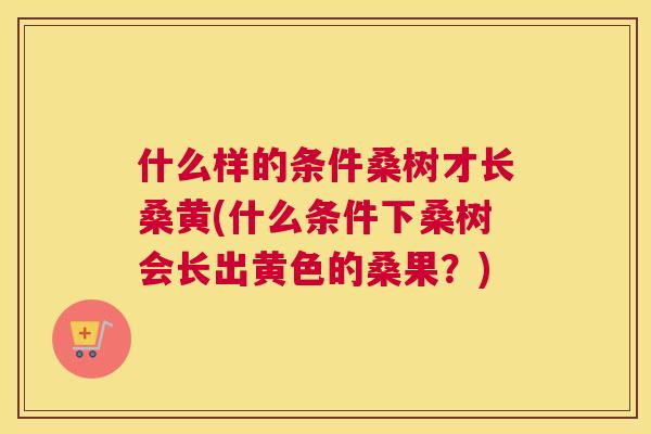 什么样的条件桑树才长桑黄(什么条件下桑树会长出黄色的桑果?) 什么样的条件桑树才长桑黄(什么条件下桑树会长出黄色的桑果?)