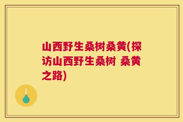 山西野生桑树桑黄(探访山西野生桑树 桑黄之路) 山西野生桑树桑黄(探访山西野生桑树 桑黄之路)