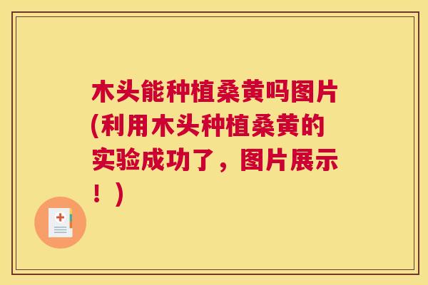 木头能种植桑黄吗图片(利用木头种植桑黄的实验成功了,图片展示!) 木头能种植桑黄吗图片(利用木头种植桑黄的实验成功了,图片展示!)