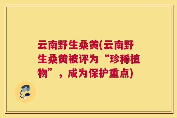 云南野生桑黄(云南野生桑黄被评为“珍稀植物”,成为保护重点) 云南野生桑黄(云南野生桑黄被评为“珍稀植物”,成为保护重点)