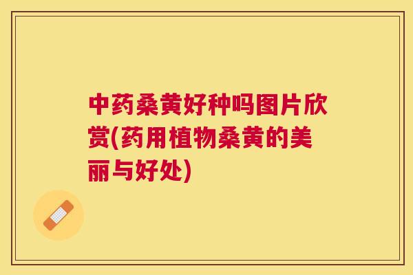 桑黄好种吗图片欣赏(药用植物桑黄的美丽与好处) 桑黄好种吗图片欣赏(药用植物桑黄的美丽与好处)