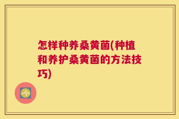 怎样种养桑黄菌(种植和养护桑黄菌的方法技巧) 怎样种养桑黄菌(种植和养护桑黄菌的方法技巧)