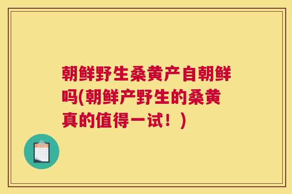 朝鲜野生桑黄产自朝鲜吗(朝鲜产野生的桑黄真的值得一试!) 朝鲜野生桑黄产自朝鲜吗(朝鲜产野生的桑黄真的值得一试!)