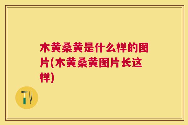 木黄桑黄是什么样的图片(木黄桑黄图片长这样) 木黄桑黄是什么样的图片(木黄桑黄图片长这样)