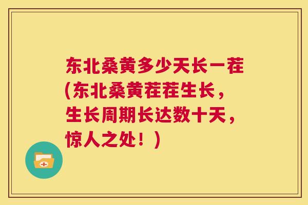 东北桑黄多少天长一茬(东北桑黄茬茬生长,生长周期长达数十天,惊人之处!) 东北桑黄多少天长一茬(东北桑黄茬茬生长,生长周期长达数十天,惊人之处!)