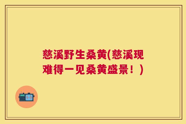慈溪野生桑黄(慈溪现难得一见桑黄盛景!) 慈溪野生桑黄(慈溪现难得一见桑黄盛景!)