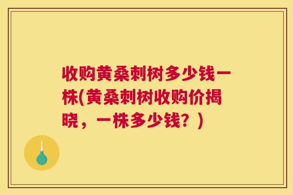 收购黄桑刺树多少钱一株(黄桑刺树收购价揭晓,一株多少钱?) 收购黄桑刺树多少钱一株(黄桑刺树收购价揭晓,一株多少钱?)
