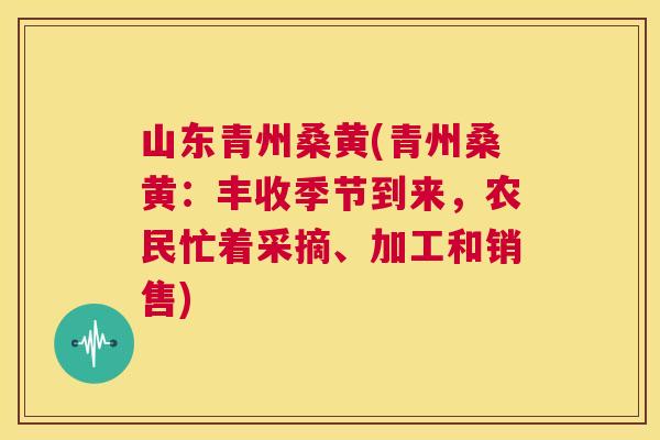 山东青州桑黄(青州桑黄:丰收季节到来,农民忙着采摘、加工和销售) 山东青州桑黄(青州桑黄:丰收季节到来,农民忙着采摘、加工和销售)