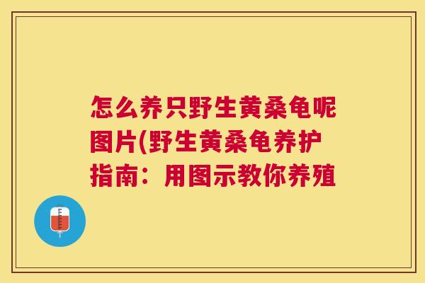 怎么养只野生黄桑龟呢图片(野生黄桑龟养护指南:用图示教你养殖 怎么养只野生黄桑龟呢图片(野生黄桑龟养护指南:用图示教你养殖