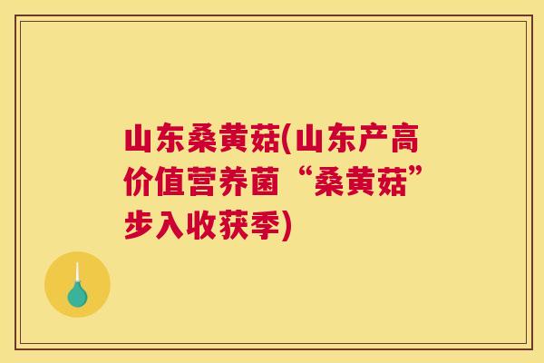 山东桑黄菇(山东产高价值营养菌“桑黄菇”步入收获季) 山东桑黄菇(山东产高价值营养菌“桑黄菇”步入收获季)