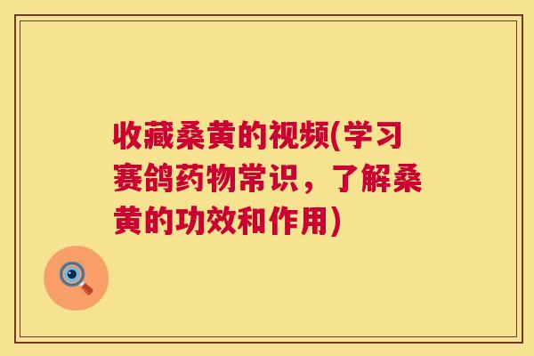 收藏桑黄的视频(学习赛鸽常识，了解桑黄的功效和作用)