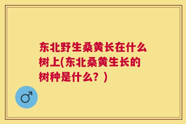东北野生桑黄长在什么树上(东北桑黄生长的树种是什么?) 东北野生桑黄长在什么树上(东北桑黄生长的树种是什么?)