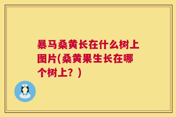 暴马桑黄长在什么树上图片(桑黄果生长在哪个树上?) 暴马桑黄长在什么树上图片(桑黄果生长在哪个树上?)