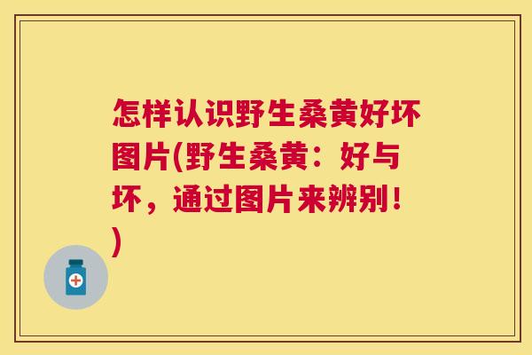 怎样认识野生桑黄好坏图片(野生桑黄:好与坏,通过图片来辨别!) 怎样认识野生桑黄好坏图片(野生桑黄:好与坏,通过图片来辨别!)