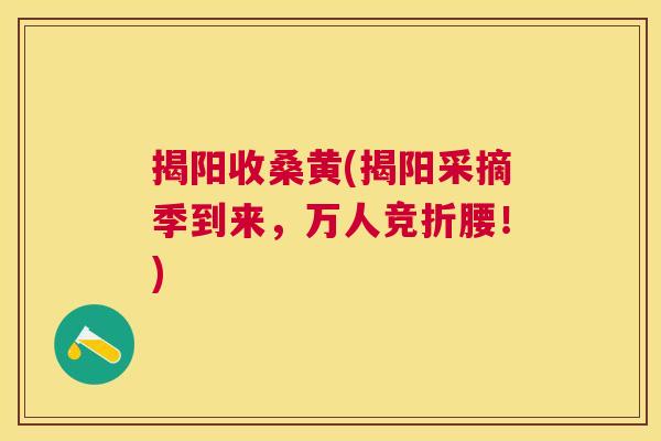 揭阳收桑黄(揭阳采摘季到来,万人竞折腰!) 揭阳收桑黄(揭阳采摘季到来,万人竞折腰!)