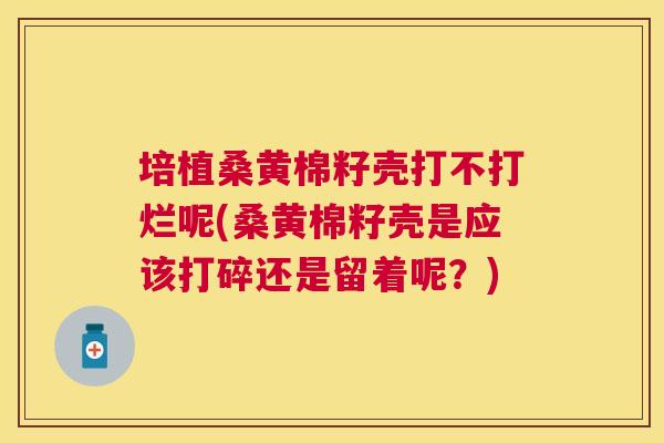 培植桑黄棉籽壳打不打烂呢(桑黄棉籽壳是应该打碎还是留着呢?) 培植桑黄棉籽壳打不打烂呢(桑黄棉籽壳是应该打碎还是留着呢?)