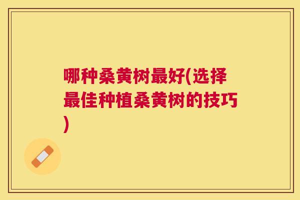 哪种桑黄树好(选择佳种植桑黄树的技巧) 哪种桑黄树好(选择佳种植桑黄树的技巧)