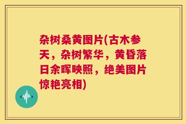 杂树桑黄图片(古木参天,杂树繁华,黄昏落日余晖映照,绝美图片惊艳亮相) 杂树桑黄图片(古木参天,杂树繁华,黄昏落日余晖映照,绝美图片惊艳亮相)