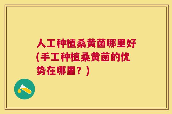 人工种植桑黄菌哪里好(手工种植桑黄菌的优势在哪里?) 人工种植桑黄菌哪里好(手工种植桑黄菌的优势在哪里?)