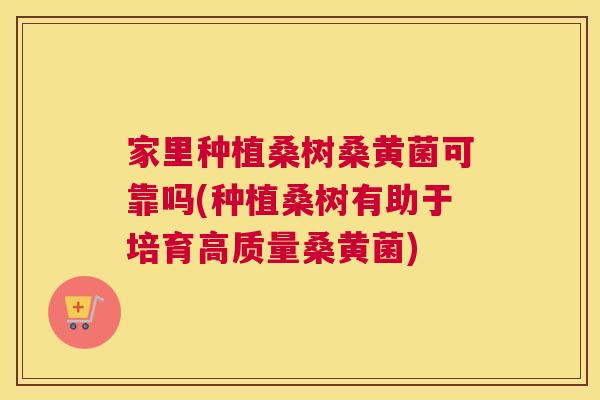 家里种植桑树桑黄菌可靠吗(种植桑树有助于培育高质量桑黄菌) 家里种植桑树桑黄菌可靠吗(种植桑树有助于培育高质量桑黄菌)