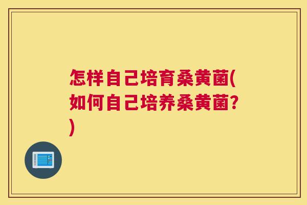 怎样自己培育桑黄菌(如何自己培养桑黄菌？)