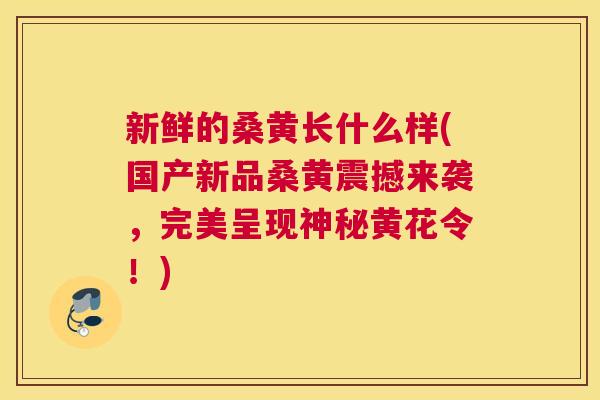 新鲜的桑黄长什么样(国产新品桑黄震撼来袭,完美呈现神秘黄花令!) 新鲜的桑黄长什么样(国产新品桑黄震撼来袭,完美呈现神秘黄花令!)