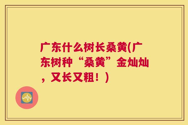 广东什么树长桑黄(广东树种“桑黄”金灿灿,又长又粗!) 广东什么树长桑黄(广东树种“桑黄”金灿灿,又长又粗!)